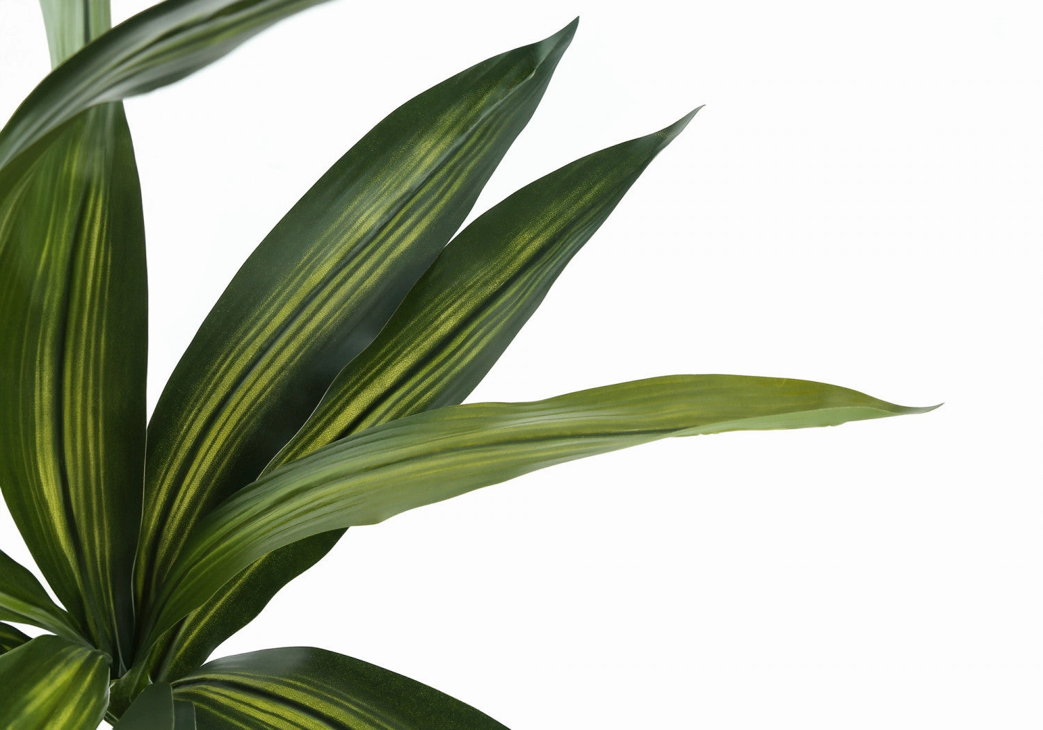 51" Dracaena Plant With 5" Black Pot - Green