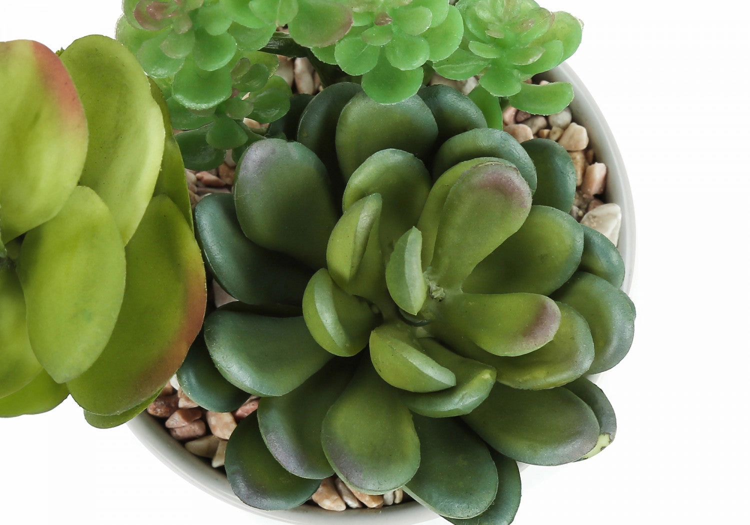 7" Succulent Plant With 3" White Pot - Green - Set of Two